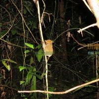 馬來西亞拿篤丹濃谷Danum Valley夜間徒步探險及清晨懸橋觀鳥(圖文)